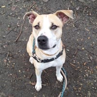 PAILLETTE PAA24066, chienne à adopter