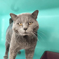 SCAR C, chat à adopter