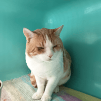 OMALEY C, chat à adopter