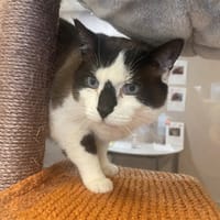 Garçon, chat à adopter