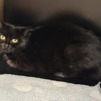 Voodoo CAB5153, chatte à adopter