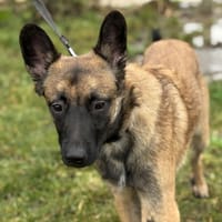 KIBA, chien à adopter