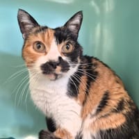 Caline (réservée), chatte à adopter