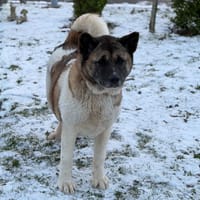 Rihanna CAA14651, chienne à adopter