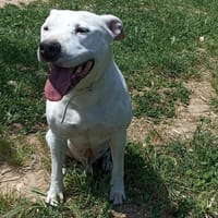 MOKA, chien à adopter