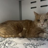 Speedy, chat à adopter