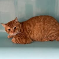 ROUXY, chat à adopter