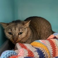 CLOWN, chat à adopter