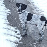 CLYDE, chien à adopter