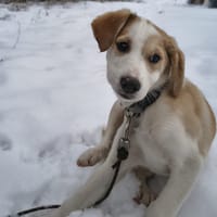 JADE, chienne à adopter