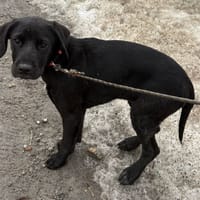 BONNIE, chienne à adopter