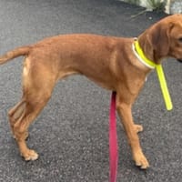 NOX, chien à adopter