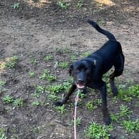 KIRO, chien à adopter