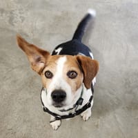 MORBIER QCN, chien à adopter