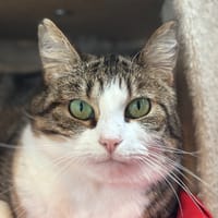 SCYLLA, chatte à adopter