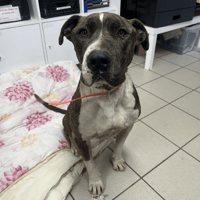 Pepsi, chien à adopter