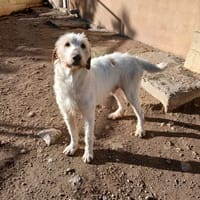 LUHO, chien à adopter