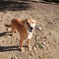 TIGRESA, chienne à adopter