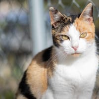 NILA, chatte à adopter