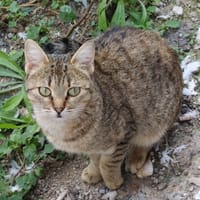 MONTANA, chatte à adopter