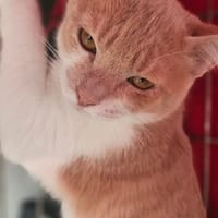 MOCHITI, chat à adopter