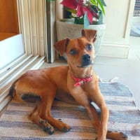 Winter, chien à adopter