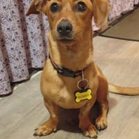 Dixie, chienne à adopter