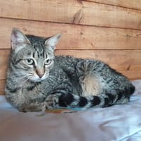 LIAA, chatte à adopter