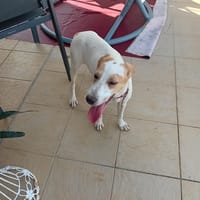 KARA, chienne à adopter