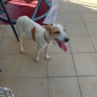 KARA, chienne à adopter