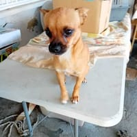 KIMIE, chienne à adopter