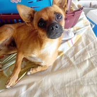 KIMIE, chienne à adopter