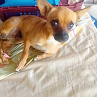 KIMIE, chienne à adopter
