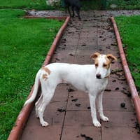 LOVA, chienne à adopter