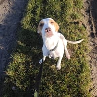 LOVA, chienne à adopter