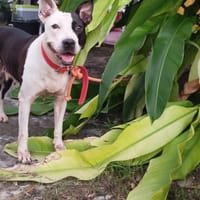 METISSE, chienne à adopter