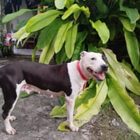 METISSE, chienne à adopter