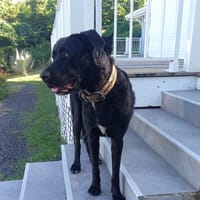 MILOU, chien à adopter