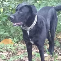 MILOU, chien à adopter