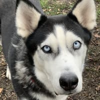 Dama, teefjes ter adoptie