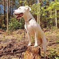 BAMBAM - in 50321 Brühl, Hund zur Adoption