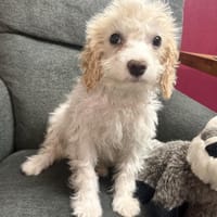 Kleines Mädchen sucht Körbchen, Hündin zur Adoption