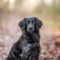 Kira sucht Familienanschluss, Hündin zur Adoption