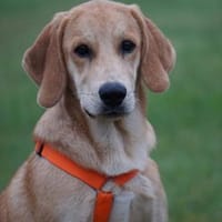 Möchten Sie Zig ein Zuhause geben?, Hund zur Adoption