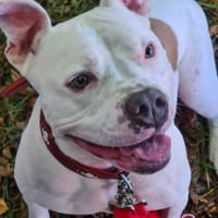 Bonnie, freundlich und lustig, Hündin zur Adoption