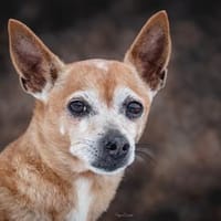 Mia sucht neue Familie, Hündin zur Adoption