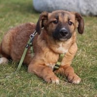 Lindro unser kleiner Charmeur, Hund zur Adoption