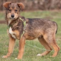 Nayo sucht ein liebevolles Zuhause..., Hund zur Adoption