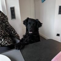 NiNA ❤ wartet in Finnentrop, Hündin zur Adoption