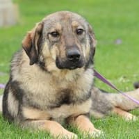 Jenny unser Herzenshund ..., Hündin zur Adoption